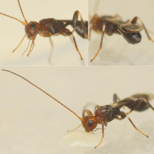 Réf. 220 055 : Spathius sp.